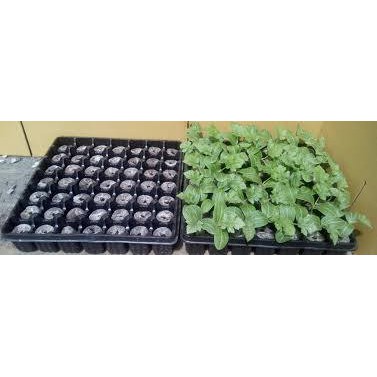 Khay ươm 49 lỗ chuyên dùng cho viên nén ươm hạt