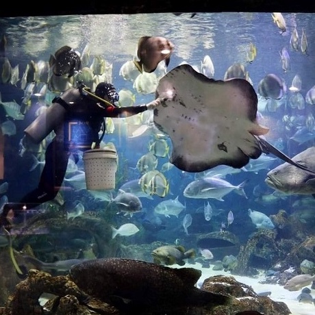 Hà Nội [E-Voucher] Vé vào cửa người lớn tại Thủy Cung Aquarium Times City - Khách trên 140 cm không phụ thu