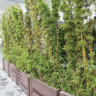 Cây 🌲 Trúc Quân Tử ( 1 chậu 3 cây  cao 1m6)