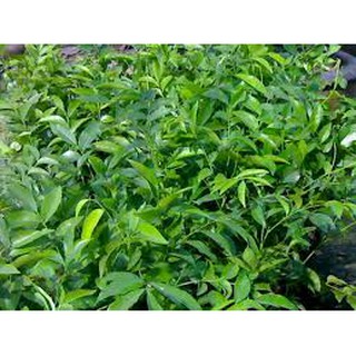 Cây, Lá mắc mật Bạch Long