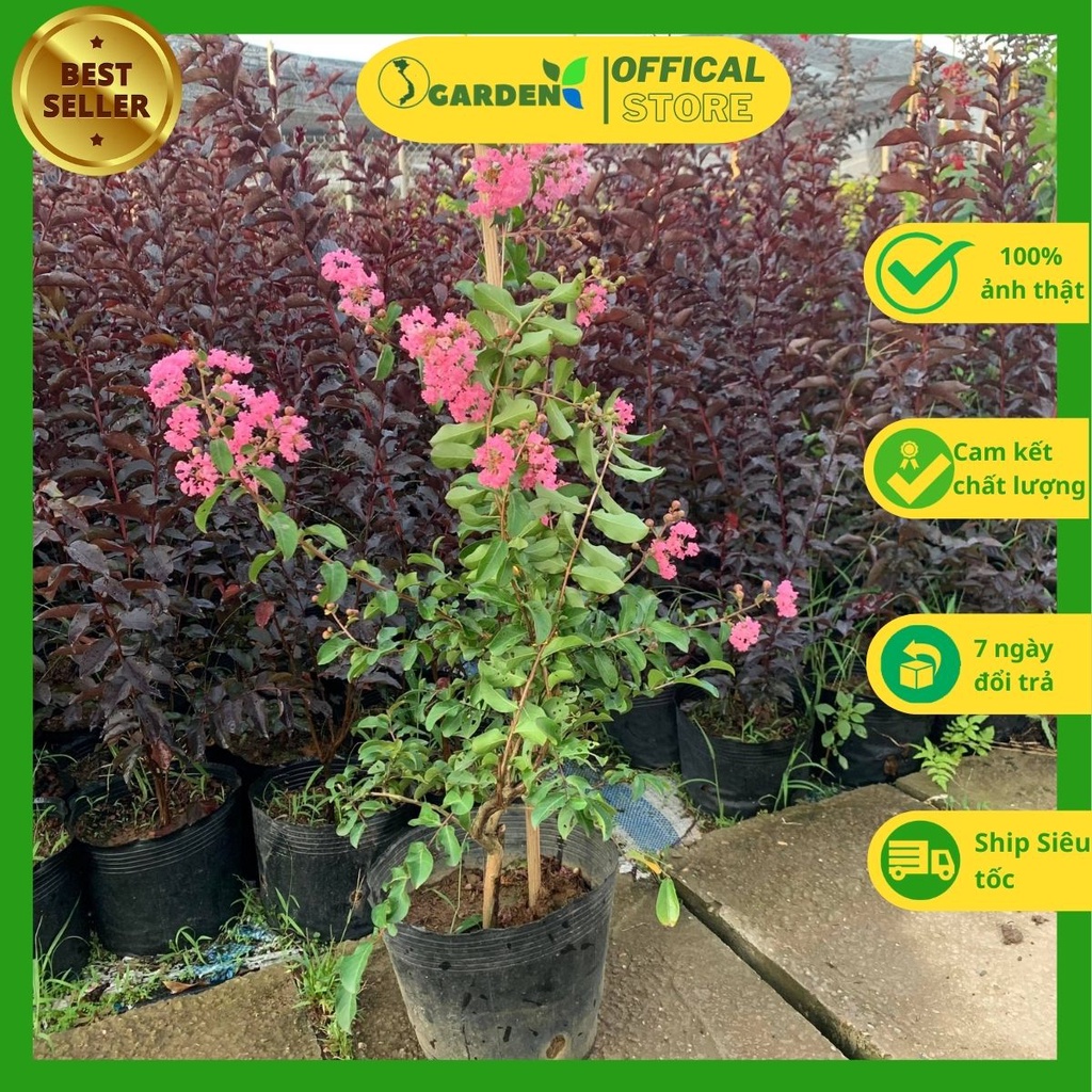 Tường vi hồng cao 60-70cm, Tường vi huyết long cao 80-90cm  hoa mùa hè