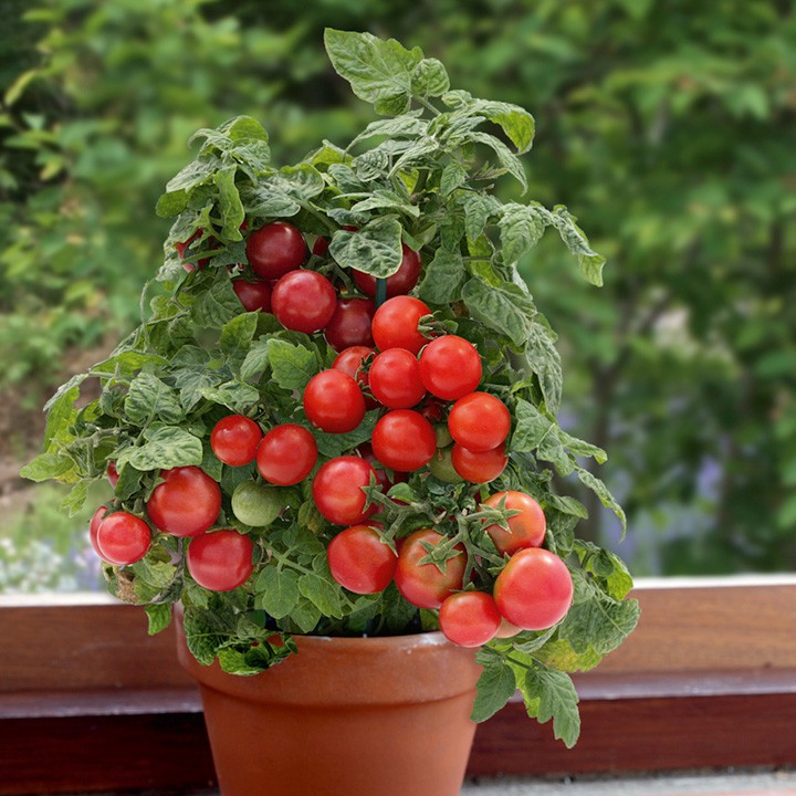 Hạt giống Cà chua bi lùn đỏ (cà chua bonsai) Hà Lan - 0.3gr