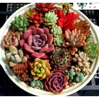 Combo sen đá mini mix màu loại 2-4cm