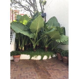 củ ráy voi làm cảnh (củ giống đẹp)