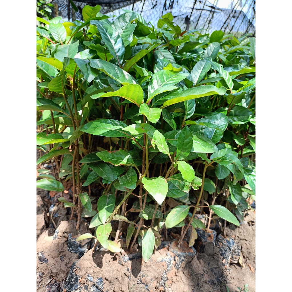 Cây giống gáo vàng