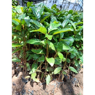 Cây giống gáo vàng