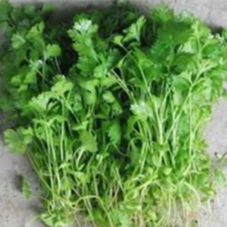 20gram HẠT GIỐNG RAU MÙI (NGÒ)