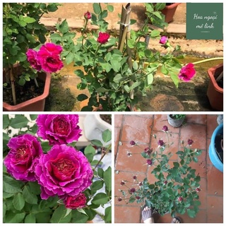 Hoa hồng ngoai Ramukan rose màu hồng đậm tuyệt đẹp -hoangoaimelinh