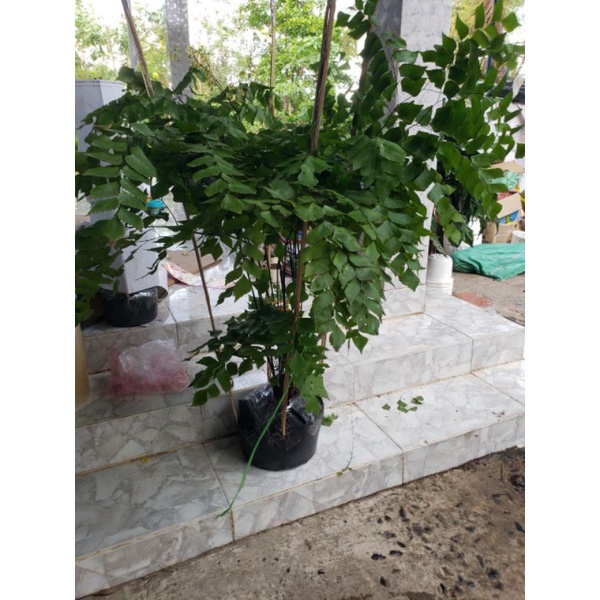 Cây Tóc Thần Vệ Nữ