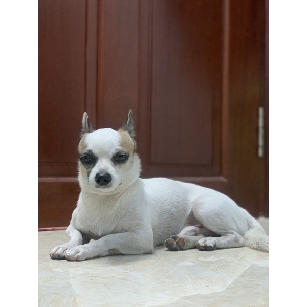 chú chó sang chảnh, thần thái