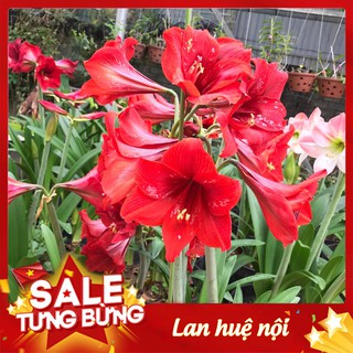 Củ lan huệ ⚡NHIỀU MÀU ĐẸP⚡ củ giống hoa đã có khả năng cho hoa