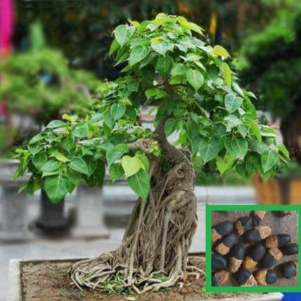 Hạt giống cây bồ đề Ấn Độ - 1 hạt kèm viên nén gieo hạt
