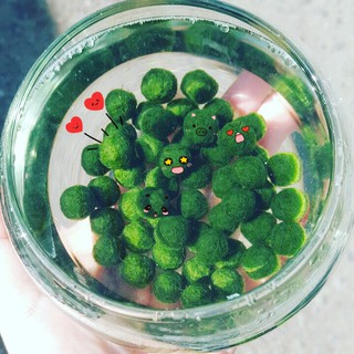 Set Marimo cát đỏ Totoro ( được chọn màu cát )