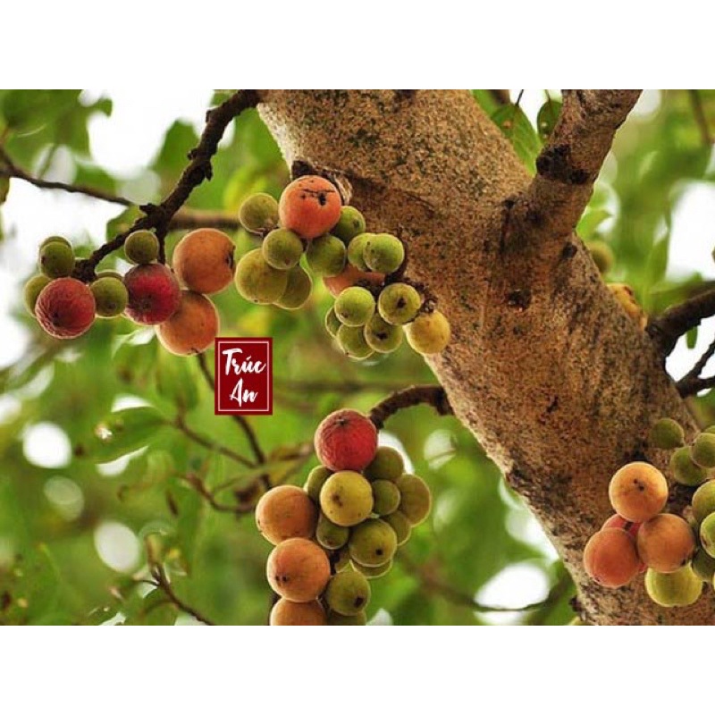 Cây sung ta to khoẻ dễ trồng, hút Tài Lộc, May Mắn, Sung Túc cho gia chủ. Hàng có sẵn ship hoả tốc 30p