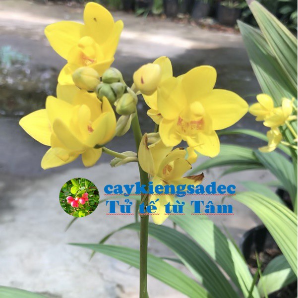 caykiengsadec - cây hoa địa lan vàng - tặng phân bón cho cây mau lớn - trang trí nội thất cảnh quan ngoài trời