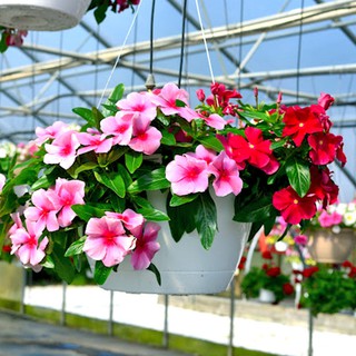Chậu Hoa Dừa Cạn Dễ Trồng Nhiều Màu