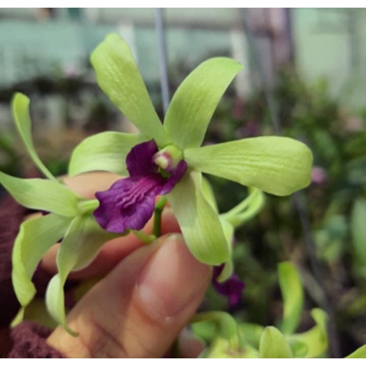 Hoa Lan Dendro Nắng Tre Xanh Thơm