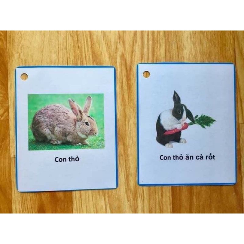 Bộ câu hỏi con vật - thức ăn và con vật - nơi ở