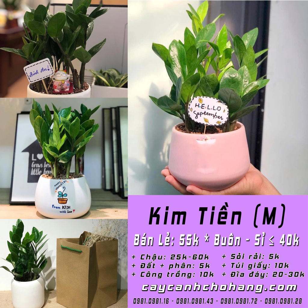 Cây Kim Tiền Phong Thủy Mệnh Kim & Mệnh Thủy (Youtube CÂY CẢNH CHỢ HÀNG)