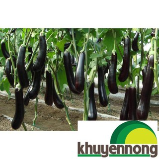 50 hạt giống cà tím dài