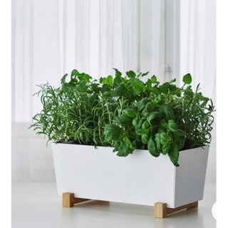 Chậu gỗ trồng cây đơn giản, tinh tế I Decor sang trọng