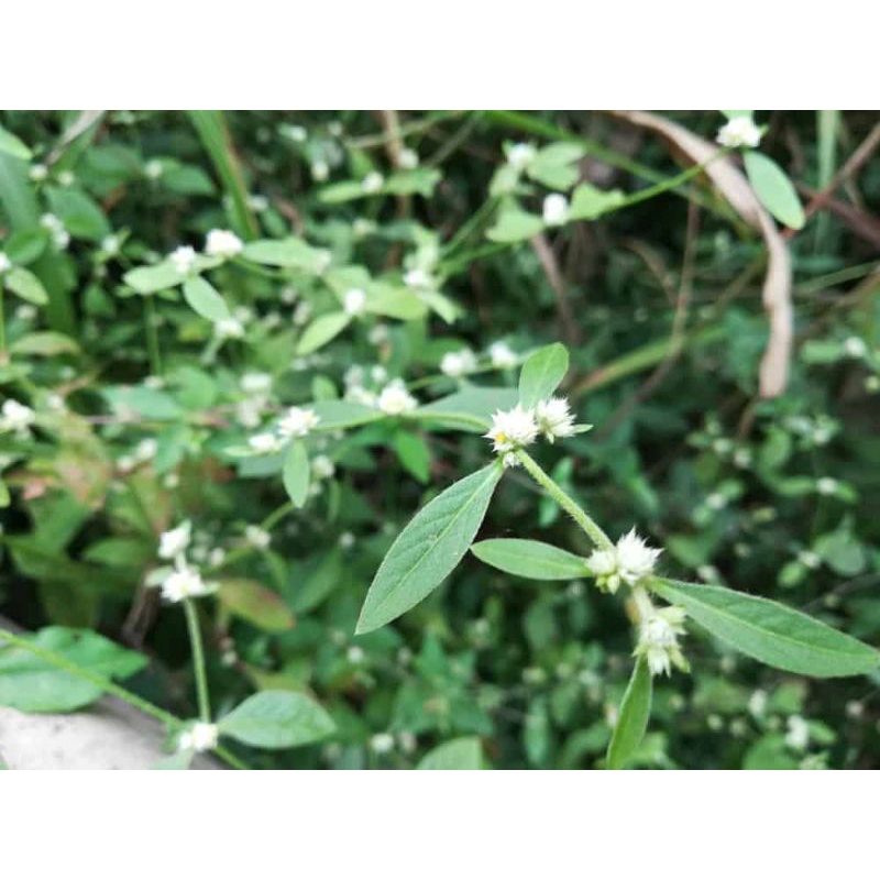 1KG Cây Rau Dệu Khô