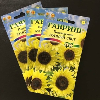 🌻🌻HƯỚNG DƯƠNG VÀNG CAO NHIỀU HOA