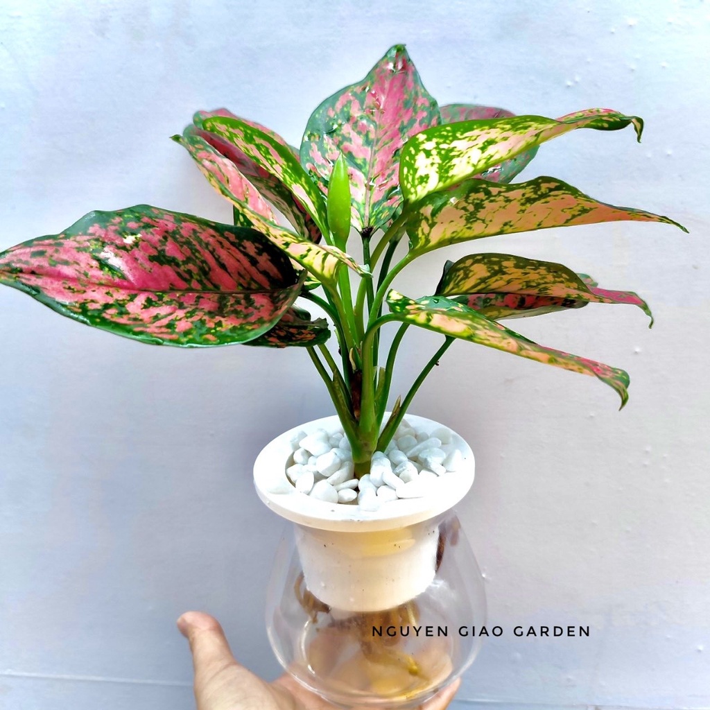 Cây vạn lộc thủy sinh, cây phong thủy mang may mắn về công danh, sự nghiệp