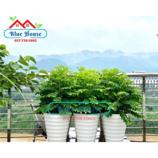 [ Giá Sốc ] Chậu Trắng Vòng Tròn Trắng