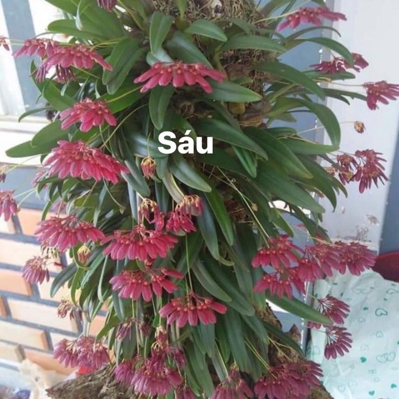 Hoa Lan lọng xoè sỉ 12k