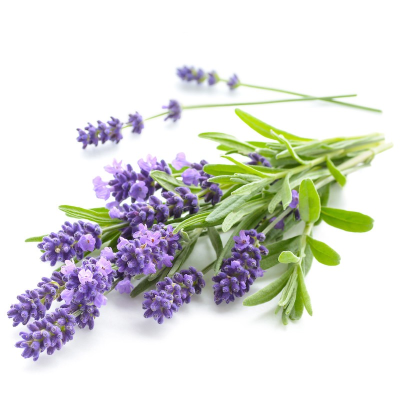 Tinh Dầu Oải Hương Thiên Nhiên thanh lọc không khí, kháng khuẩn, chống viêm Lavender Essential Oil AloAroma