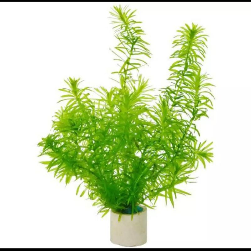 5 Rong Đuôi Chó Trang Trí Hồ Cá thủy sinh - Phụ kiện trang trí hồ cá cảnh, thủy sinh, tiểu cảnh, hòn non