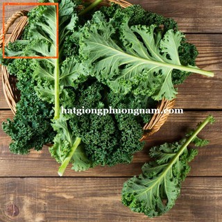 5GR - HẠT GIỐNG CẢI XOĂN KALE Hạt Giống Nông Trại Xanh