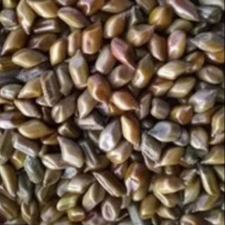 3kg hạt muồng muồng