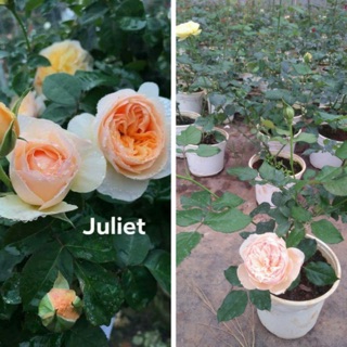 Combo 3 cây hoa hồng juliet-bầu đất