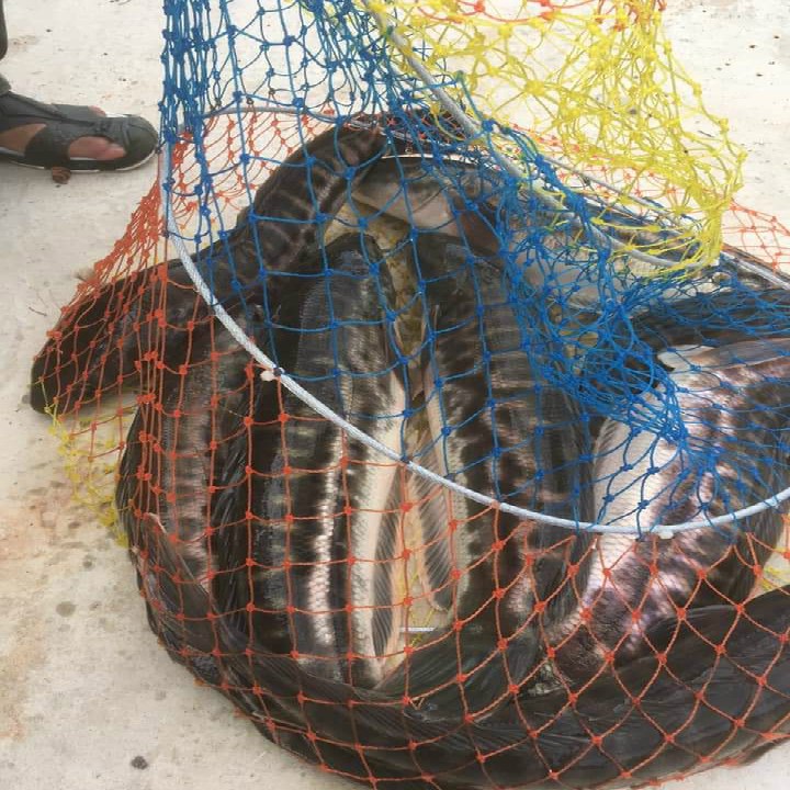 Giỏ lưới đựng cá 5 vanh