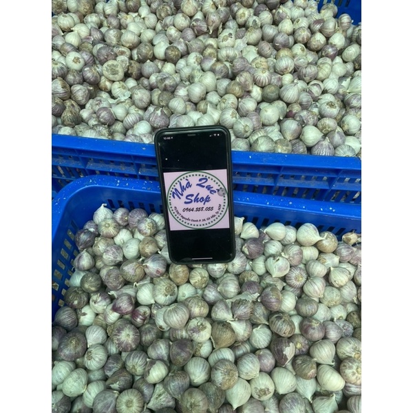 1kg Tỏi cô đơn Phan Rang làm tỏi đen size to (có bỏ sỉ) | BigBuy360 - bigbuy360.vn
