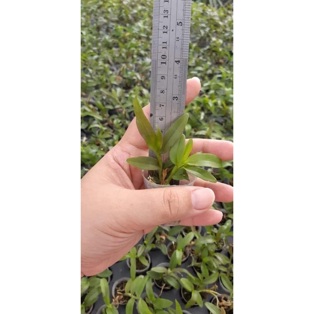 hoa phong lan - 5ct gieo hạt | BigBuy360 - bigbuy360.vn