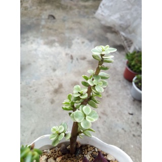 Sen đá đô la trắng size bầu (2 nhánh)
