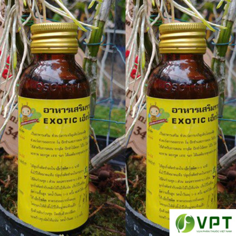 kích rể exotic thái