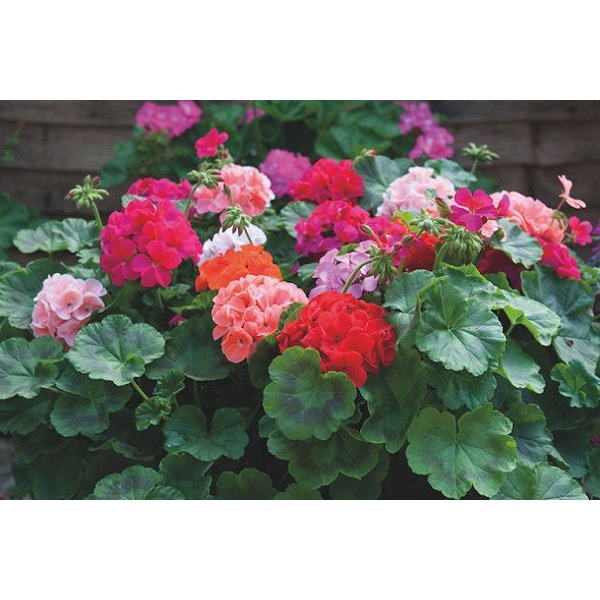 Hạt Giống Hoa Phong Nữ Thảo F1 Loại dễ trồng hoa nở đẹp chống sâu bệnh