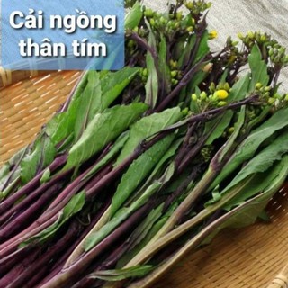 Hũ 200 hạt giống cải ngồng đỏ, cải ngồng thân tím Mỹ siêu dinh dưỡng và rất dễ trồng