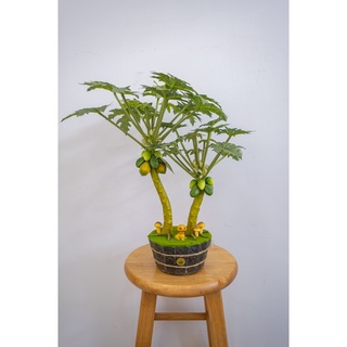 Cây Đu Đủ Giả Cao Cấp mini để bàn / Trang trí nhà cửa