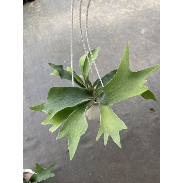 Chậu treo Ổ rồng - Platycerium alcicorne