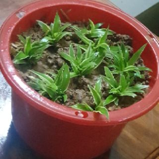 Combo 3 cây con dây nhện