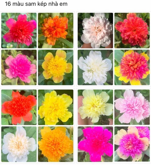 Cành hoa 10h màu mới và sam kép