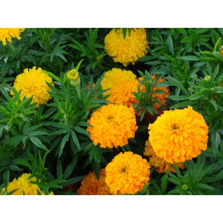 ( BOK GARDEN ) HẠT GIỐNG HOA CÚC VẠN THỌ MỸ 50 HẠT