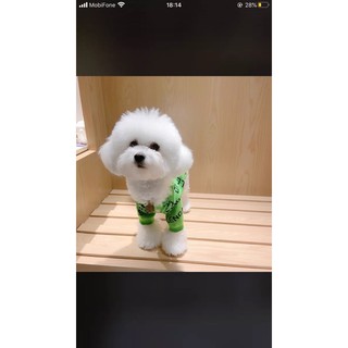 LEN BALENClAGA cho thú cưng (len cho chó mèo) (có form pug, bull, corgi, mèo,..)