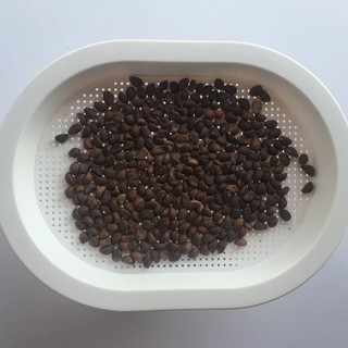 Hạt giống VitaHiro 150gr