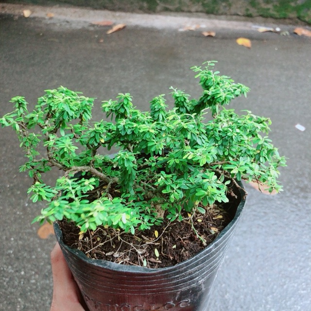 Cây Linh Sam Bonsai - cây cảnh bonsai
